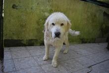 ROBALDO, Hund, Maremmano-Mix in Italien - Bild 9