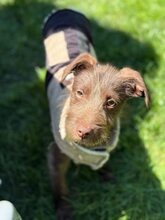 LEYLA, Hund, Mischlingshund in Rumänien - Bild 1