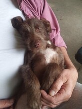 LEYLA, Hund, Mischlingshund in Rumänien - Bild 2