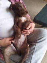 LEYLA, Hund, Mischlingshund in Rumänien - Bild 3