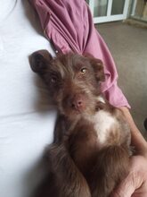 LEYLA, Hund, Mischlingshund in Rumänien - Bild 6