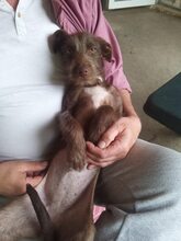 LEYLA, Hund, Mischlingshund in Rumänien - Bild 7