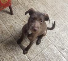 LEYLA, Hund, Mischlingshund in Rumänien - Bild 8