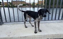 IVO, Hund, MJagdhund-Mix in Berlin - Bild 1