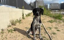 IVO, Hund, MJagdhund-Mix in Berlin - Bild 2