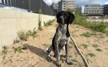 IVO, Hund, MJagdhund-Mix in Berlin - Bild 3