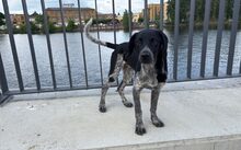 IVO, Hund, MJagdhund-Mix in Berlin - Bild 4