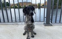 IVO, Hund, MJagdhund-Mix in Berlin - Bild 5