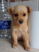 SINJA, Hund, Mischlingshund in Rumänien - Bild 1