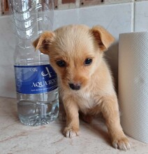 SINJA, Hund, Mischlingshund in Rumänien - Bild 4