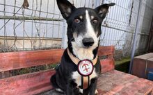 LADY DI, Hund, Mischlingshund in Sassenberg - Bild 1