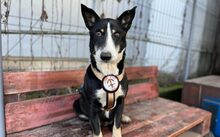 LADY DI, Hund, Mischlingshund in Sassenberg - Bild 2