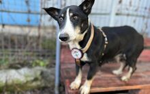 LADY DI, Hund, Mischlingshund in Sassenberg - Bild 4