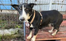 LADY DI, Hund, Mischlingshund in Sassenberg - Bild 5