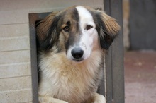 PHINEUS, Hund, Mischlingshund in Rumänien - Bild 1