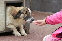 PHINEUS, Hund, Mischlingshund in Rumänien - Bild 2