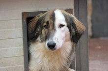 PHINEUS, Hund, Mischlingshund in Rumänien - Bild 3