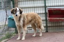 PHINEUS, Hund, Mischlingshund in Rumänien - Bild 4