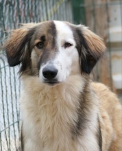 PHINEUS, Hund, Mischlingshund in Rumänien - Bild 5