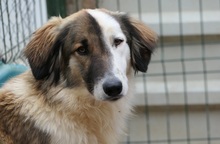 PHINEUS, Hund, Mischlingshund in Rumänien - Bild 6