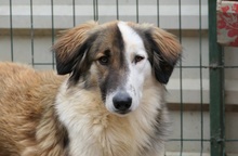 PHINEUS, Hund, Mischlingshund in Rumänien - Bild 7