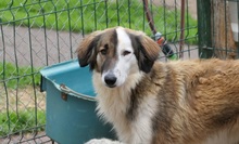 PHINEUS, Hund, Mischlingshund in Rumänien - Bild 8