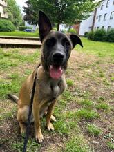 KARA, Hund, Malinois-Mix in Overath - Bild 1