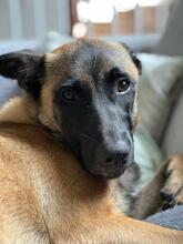 KARA, Hund, Malinois-Mix in Overath - Bild 2