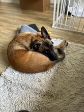 KARA, Hund, Malinois-Mix in Overath - Bild 3