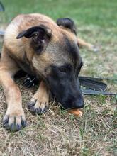 KARA, Hund, Malinois-Mix in Overath - Bild 4