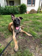 KARA, Hund, Malinois-Mix in Overath - Bild 5