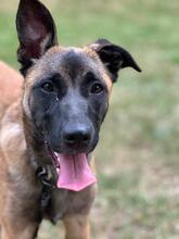 KARA, Hund, Malinois-Mix in Overath - Bild 6
