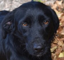 LIVIA, Hund, Mischlingshund in Ungarn - Bild 1