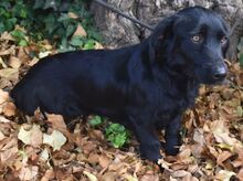 LIVIA, Hund, Mischlingshund in Ungarn - Bild 2