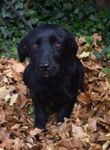 LIVIA, Hund, Mischlingshund in Ungarn - Bild 3