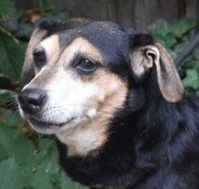 DUSTIN, Hund, Mischlingshund in Ungarn - Bild 1