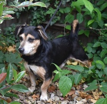 DUSTIN, Hund, Mischlingshund in Ungarn - Bild 2