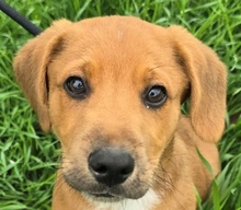 BENSON, Hund, Mischlingshund in Ungarn - Bild 1