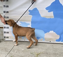 BENSON, Hund, Mischlingshund in Ungarn - Bild 2