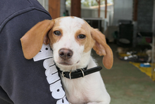 COLLARINA, Hund, Segugio Italiano-Mix in Italien - Bild 1