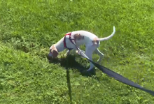 COLLARINA, Hund, Segugio Italiano-Mix in Italien - Bild 10