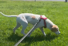 COLLARINA, Hund, Segugio Italiano-Mix in Italien - Bild 11