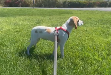 COLLARINA, Hund, Segugio Italiano-Mix in Italien - Bild 12