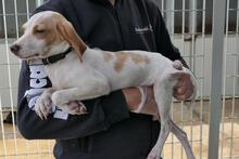 COLLARINA, Hund, Segugio Italiano-Mix in Italien - Bild 2