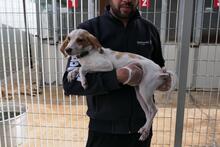 COLLARINA, Hund, Segugio Italiano-Mix in Italien - Bild 3