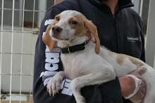 COLLARINA, Hund, Segugio Italiano-Mix in Italien - Bild 4