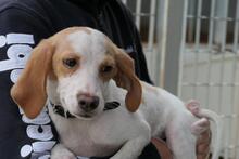 COLLARINA, Hund, Segugio Italiano-Mix in Italien - Bild 5