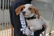 COLLARINA, Hund, Segugio Italiano-Mix in Italien - Bild 6