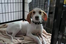 COLLARINA, Hund, Segugio Italiano-Mix in Italien - Bild 8