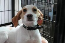 COLLARINA, Hund, Segugio Italiano-Mix in Italien - Bild 9